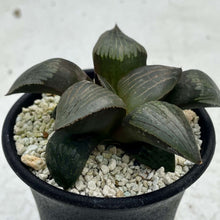 画像をギャラリービューアに読み込む, ハオルチア・コンプト交配種 ”竹虎” 2.5号