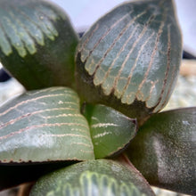 画像をギャラリービューアに読み込む, ハオルチア・コンプト交配種 ”竹虎” 2.5号