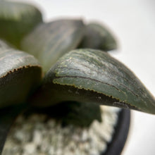 画像をギャラリービューアに読み込む, ハオルチア・コンプト交配種 ”竹虎” 2.5号