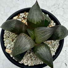 画像をギャラリービューアに読み込む, ハオルチア・コンプト交配種 ”竹虎” 2.5号