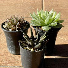 画像をギャラリービューアに読み込む, 【予約商品:1/9まで】2023年福袋 BOTANY CRAFT ハオルチア3種アソートセット 限定10セット