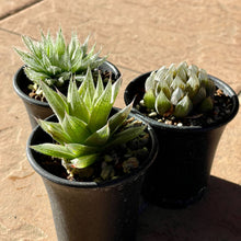 画像をギャラリービューアに読み込む, 【予約商品:1/9まで】2023年福袋 BOTANY CRAFT ハオルチア3種アソートセット 限定10セット