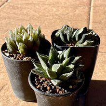 画像をギャラリービューアに読み込む, 【予約商品:1/9まで】2023年福袋 BOTANY CRAFT ハオルチア3種アソートセット 限定10セット