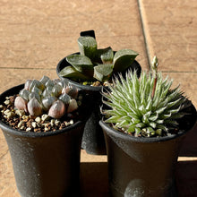 画像をギャラリービューアに読み込む, 【予約商品:1/9まで】2023年福袋 BOTANY CRAFT ハオルチア3種アソートセット 限定10セット