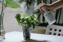 画像をギャラリービューアに読み込む, 【観葉植物をいきいき育てる水】Table Plants Water (テーブル プランツ ウォーター)