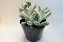 画像をギャラリービューアに読み込む, コチレドン・フクダルマ〈3ポットセット〉