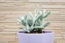 画像をギャラリービューアに読み込む, コチレドン・フクダルマ〈3ポットセット〉