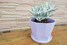 画像をギャラリービューアに読み込む, コチレドン・フクダルマ〈3ポットセット〉