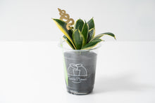 画像をギャラリービューアに読み込む, AS プラントアニマル