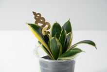 画像をギャラリービューアに読み込む, AS プラントアニマル