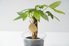 画像をギャラリービューアに読み込む, AS プラントアニマル