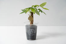 画像をギャラリービューアに読み込む, AS プラントアニマル