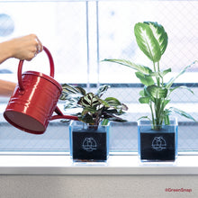 画像をギャラリービューアに読み込む, 【土を使わない観葉植物】テーブルプランツキューブ カラーリーフ (Table Plants CUBE)