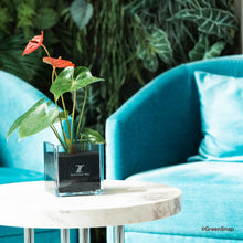 画像をギャラリービューアに読み込む, 【土を使わない観葉植物】暑さに強いテーブルプランツ キューブ (Table Plants CUBE)