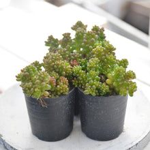 画像をギャラリービューアに読み込む, セダム レッドベリー 3点セット