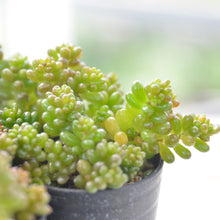 画像をギャラリービューアに読み込む, セダム レッドベリー 3点セット