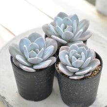 画像をギャラリービューアに読み込む, エケベリア ラウィ