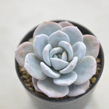 画像をギャラリービューアに読み込む, エケベリア ラウィ