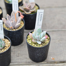 画像をギャラリービューアに読み込む, レア多肉植物10点アソートセット 2.5号【国内実生苗】