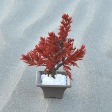 画像をギャラリービューアに読み込む, 【ドライ盆栽/DRY BONSAI®︎】 ミニ 赤