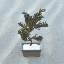 画像をギャラリービューアに読み込む, 【ドライ盆栽/DRY BONSAI®︎】ミニ 緑