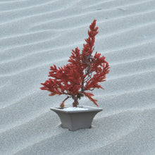 画像をギャラリービューアに読み込む, 【ドライ盆栽/DRY BONSAI®︎】 ミニ 赤