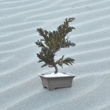 画像をギャラリービューアに読み込む, 【ドライ盆栽/DRY BONSAI®︎】ミニ 緑