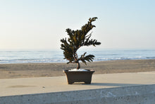 画像をギャラリービューアに読み込む, 【ドライ盆栽/DRY BONSAI®︎】ミニ 緑