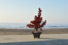 画像をギャラリービューアに読み込む, 【ドライ盆栽/DRY BONSAI®︎】 ミニ 赤