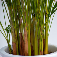 画像をギャラリービューアに読み込む, アレカヤシ 10号 沖縄の観葉植物 高さ約180cm No.16〜112