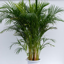 画像をギャラリービューアに読み込む, アレカヤシ 10号 沖縄の観葉植物 高さ約180cm No.16〜112
