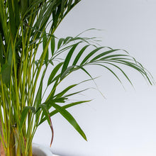 画像をギャラリービューアに読み込む, アレカヤシ 10号 沖縄の観葉植物 高さ約180cm No.16〜112