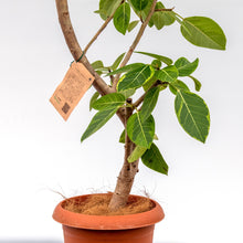 画像をギャラリービューアに読み込む, 【一点物】フィカス・アルテシーマ 10号 沖縄の観葉植物 高さ約180cm No.25