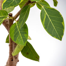 画像をギャラリービューアに読み込む, 【一点物】フィカス・アルテシーマ 10号 沖縄の観葉植物 高さ約180cm No.25