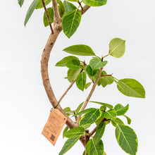 画像をギャラリービューアに読み込む, 【一点物】フィカス・アルテシーマ 10号 沖縄の観葉植物 高さ約180cm No.25