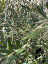 画像をギャラリービューアに読み込む, 香川で育ったオリーブの木 8号 鉢カバーセット