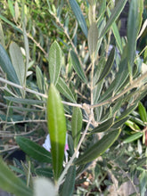 画像をギャラリービューアに読み込む, 香川で育ったオリーブの木 8号 鉢カバーセット