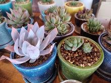 画像をギャラリービューアに読み込む, カラー グレイズド ポットS | COLOR GLAZED POT S(2号鉢:全10色)