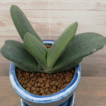 画像をギャラリービューアに読み込む, 【一点物】ガステリア+DULTONポットセット(バイオレット) 3号