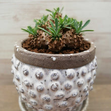 画像をギャラリービューアに読み込む, 【1点もの】ユーフォルビア 峨眉山+DULTONポットセット(バブル) 3号