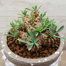 画像をギャラリービューアに読み込む, 【1点もの】ユーフォルビア 峨眉山+DULTONポットセット(バブル) 3号