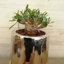 画像をギャラリービューアに読み込む, 【1点もの】ユーフォルビア 峨眉山+DULTONポットセット(ゴールド)