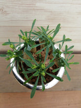 画像をギャラリービューアに読み込む, 【1点もの】ユーフォルビア 峨眉山+DULTONポットセット(ゴールド)