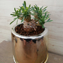 画像をギャラリービューアに読み込む, 【1点もの】ユーフォルビア 峨眉山+DULTONポットセット(ゴールド)