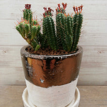 画像をギャラリービューアに読み込む, 【1点もの】ユーフォルビア・姫キリン+DULTONポットセット(バイカラー)