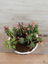 画像をギャラリービューアに読み込む, 【1点もの】ユーフォルビア・姫キリン+DULTONポットセット(バイカラー)