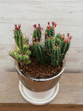 画像をギャラリービューアに読み込む, 【1点もの】ユーフォルビア・姫キリン+DULTONポットセット(バイカラー)