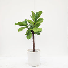 画像をギャラリービューアに読み込む, 【一点物】カシワバゴム 7号 沖縄の観葉植物 高さ 約102cm No.61