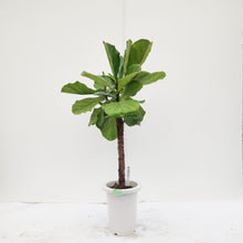 画像をギャラリービューアに読み込む, 【一点物】カシワバゴム 7号 沖縄の観葉植物 高さ 約102cm No.61