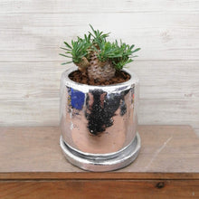 画像をギャラリービューアに読み込む, 【1点もの】ユーフォルビア 峨眉山+DULTONポットセット(シルバー)